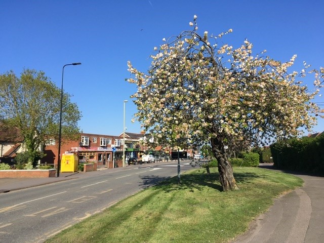 Blossom trees along the Broadway, Didcot
