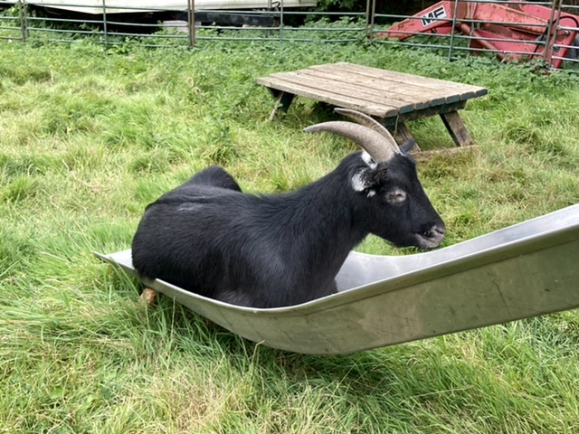 Goat at Island Farm Donkey Sanctuary