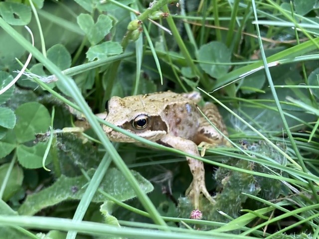 Froglet, hiding in the grass