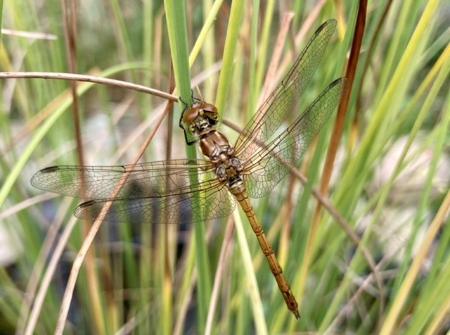 Dragonfly on pond reeds