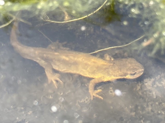 Newt in our pond